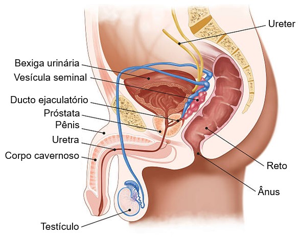 Vesícula seminal: localização.