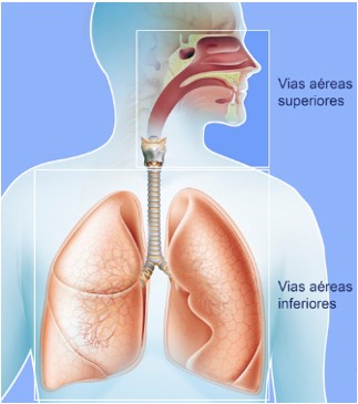 Vias aéreas.