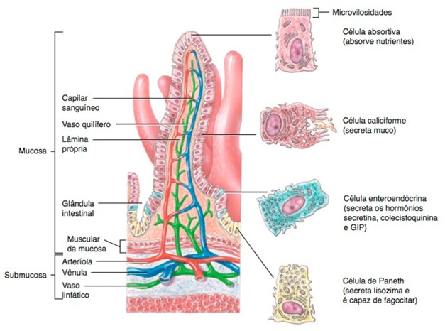 Vilosidade aumentada mostrando as glândulas intestinais e tipos celulares.