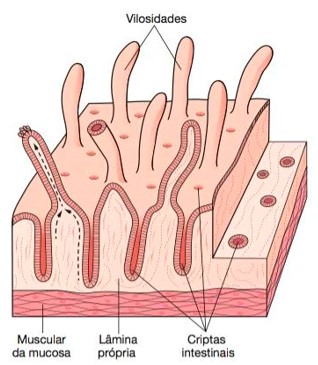 Vilosidades e criptas intestinais.