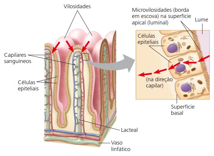 Vilosidades e microvilosidades intestinais.