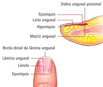 Unha: estrutura.