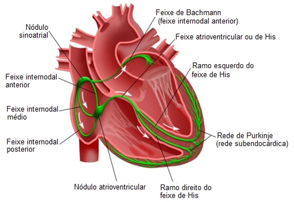 A atividade elétrica do coração.