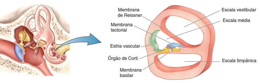 Cóclea.