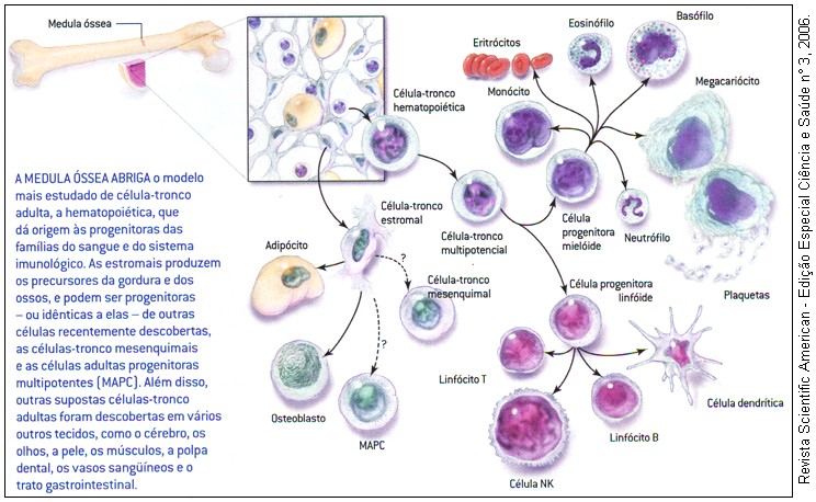 Células da medula óssea e hematopoese.