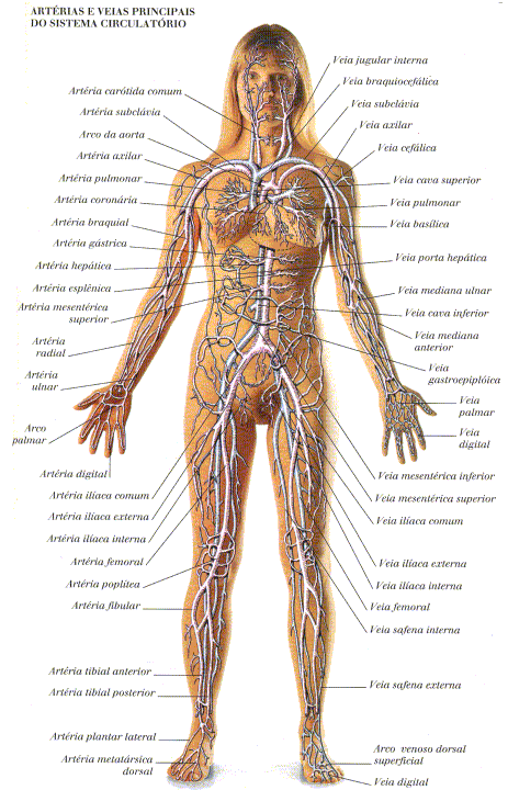 Sistema cardiovascular: artérias e veias principais