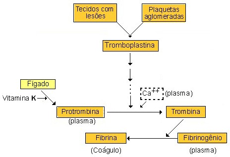 Coagulação sanguínea resumida.