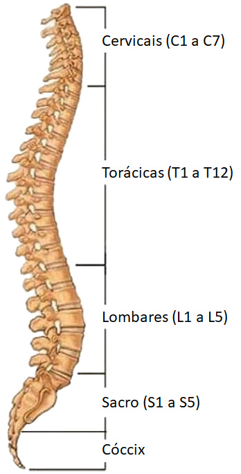 Coluna vertebral.