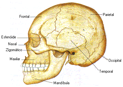 Ossos do crânio.