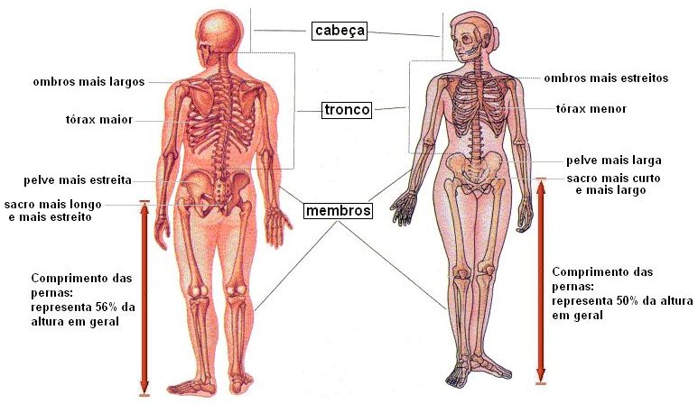 esqueleto diferenças entre sexos.