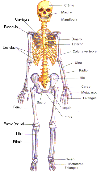 Esqueleto.