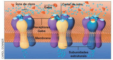 Receptores GABA.