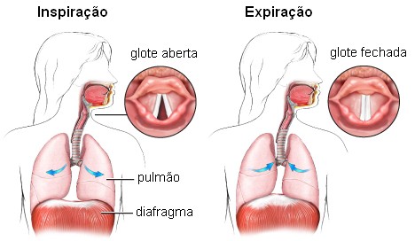 Glote na inspiração e expiração.