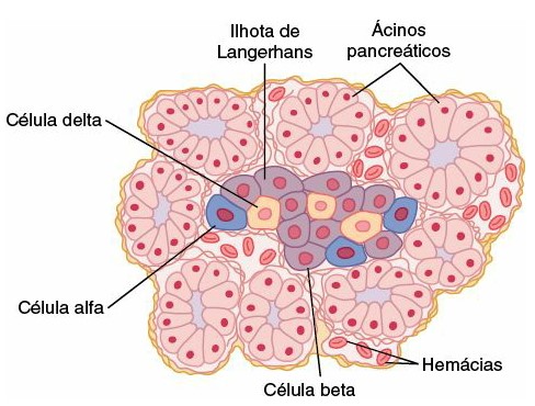 Ilhotas de Langerhans e tipos de células produtoras de hormônios.