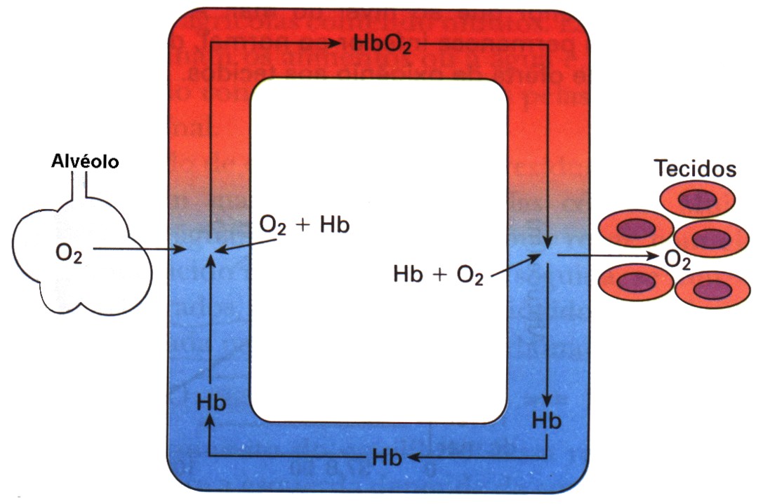 Transporte de oxigênio.