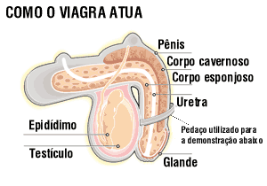 Como o Viagra atua.