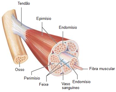 Organização do músculo esquelético.