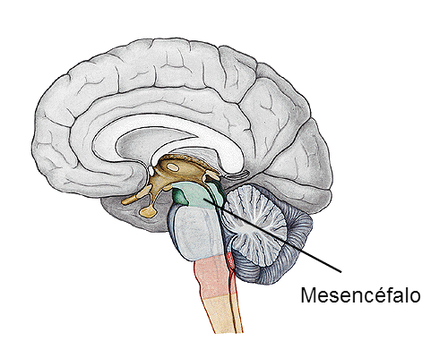 Mesencéfalo.