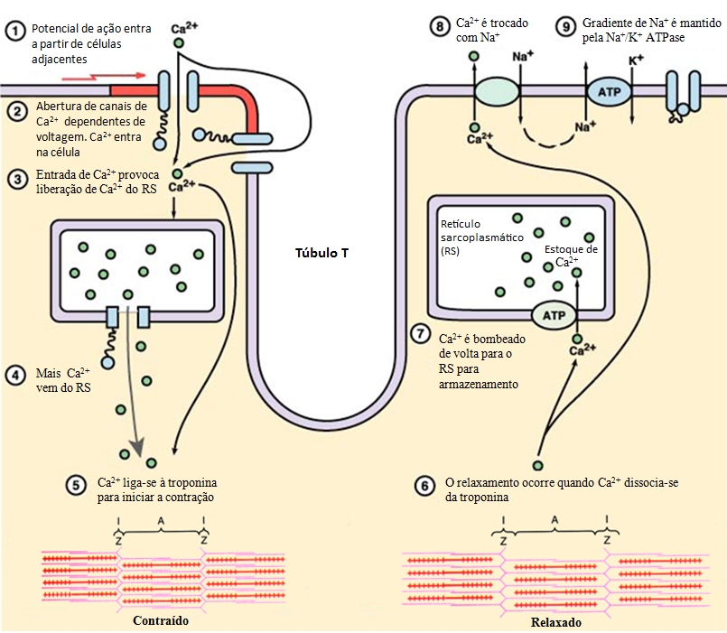 miocárdio: acoplamento excitação-contração.