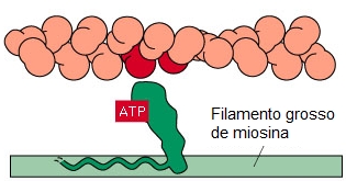 Miosina: ligação com o ATP.