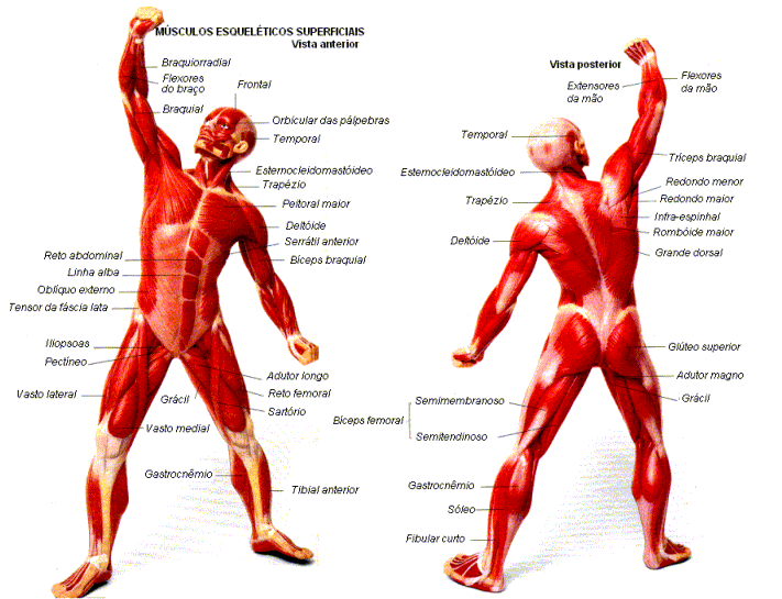 Musculatura esquelética.