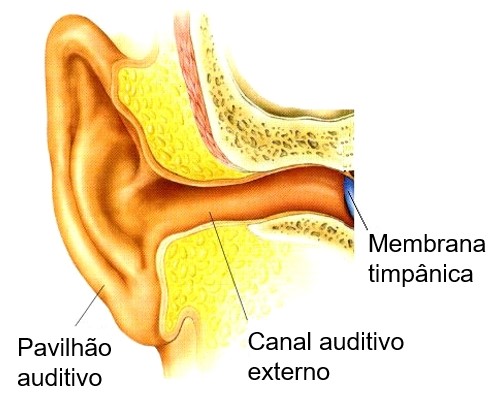 Orelha externa.