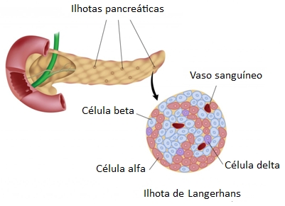 Pâncreas e ilhotas.