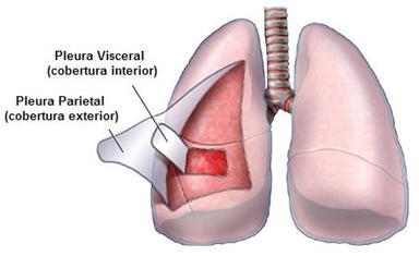 Pleura.