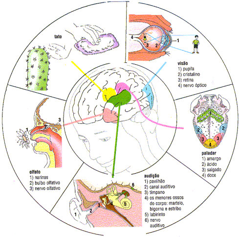 Sentidos especiais.