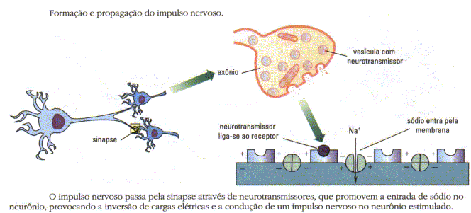 Sinapse química.