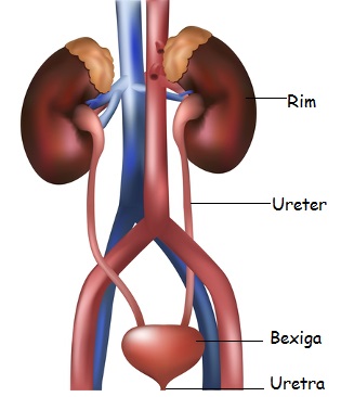 Órgãos do sistema urinário. 