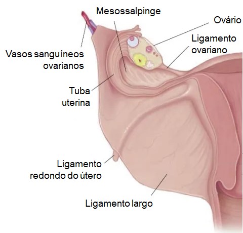 Tuba uterina e ligamens.