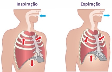 Ventilação: inspiração e expiração.