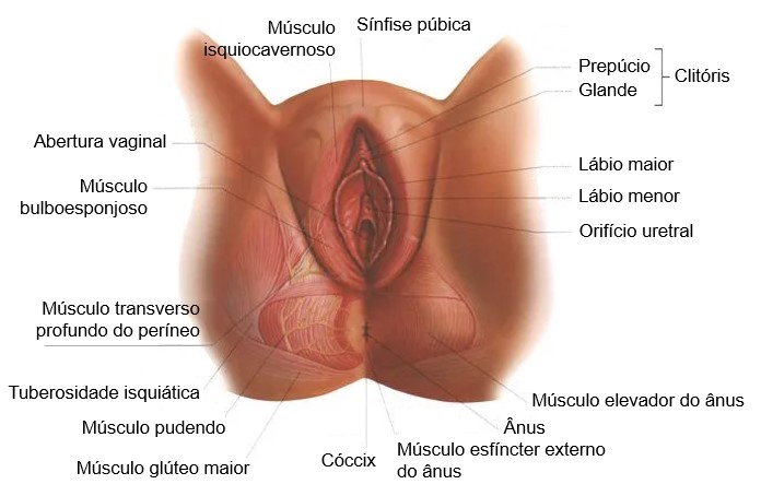 Vulva e períneo.