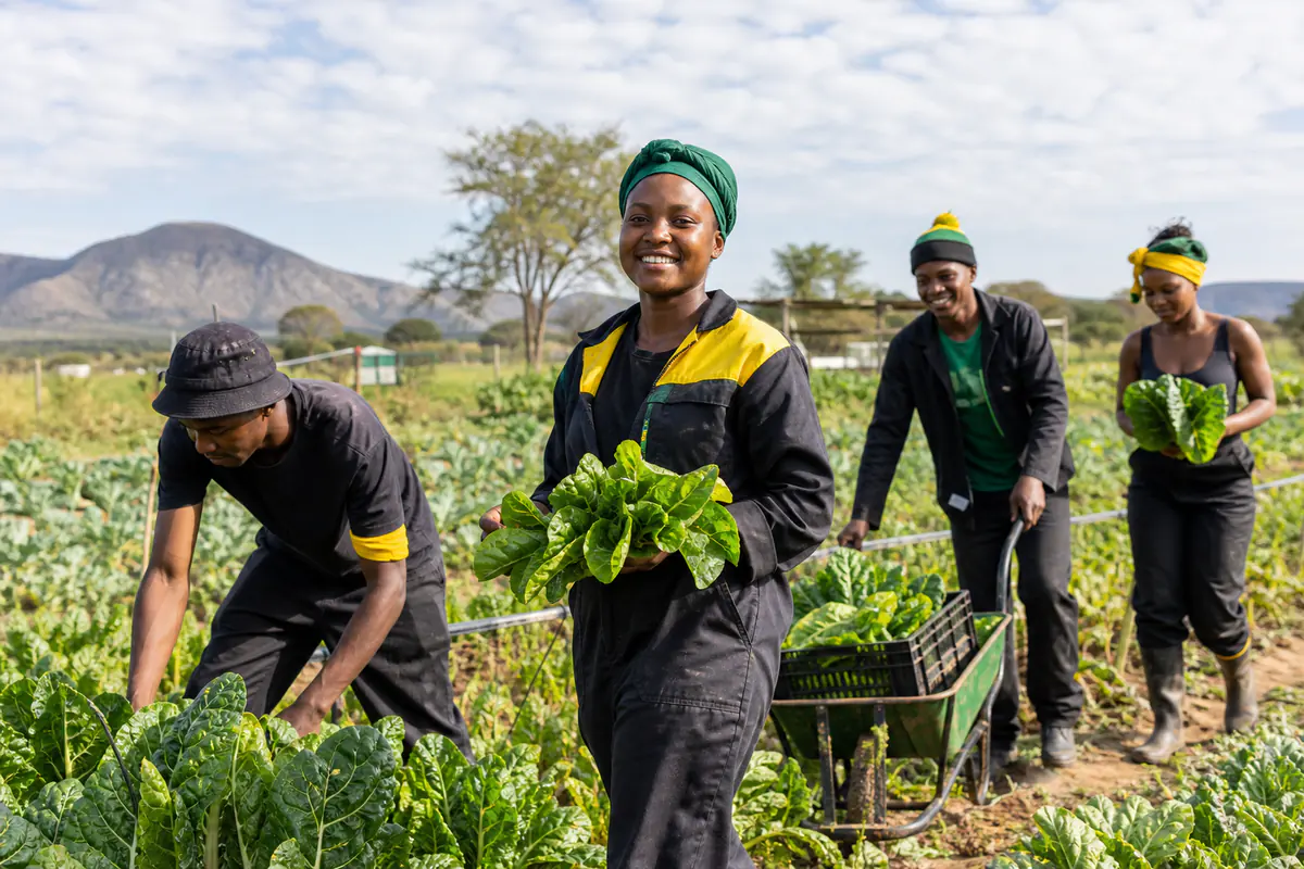 Young Farmers Cooperative Celebrates First Harvest in Limpopo