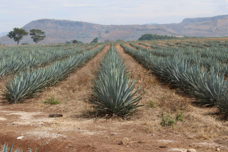 El Agave - Richland  background image