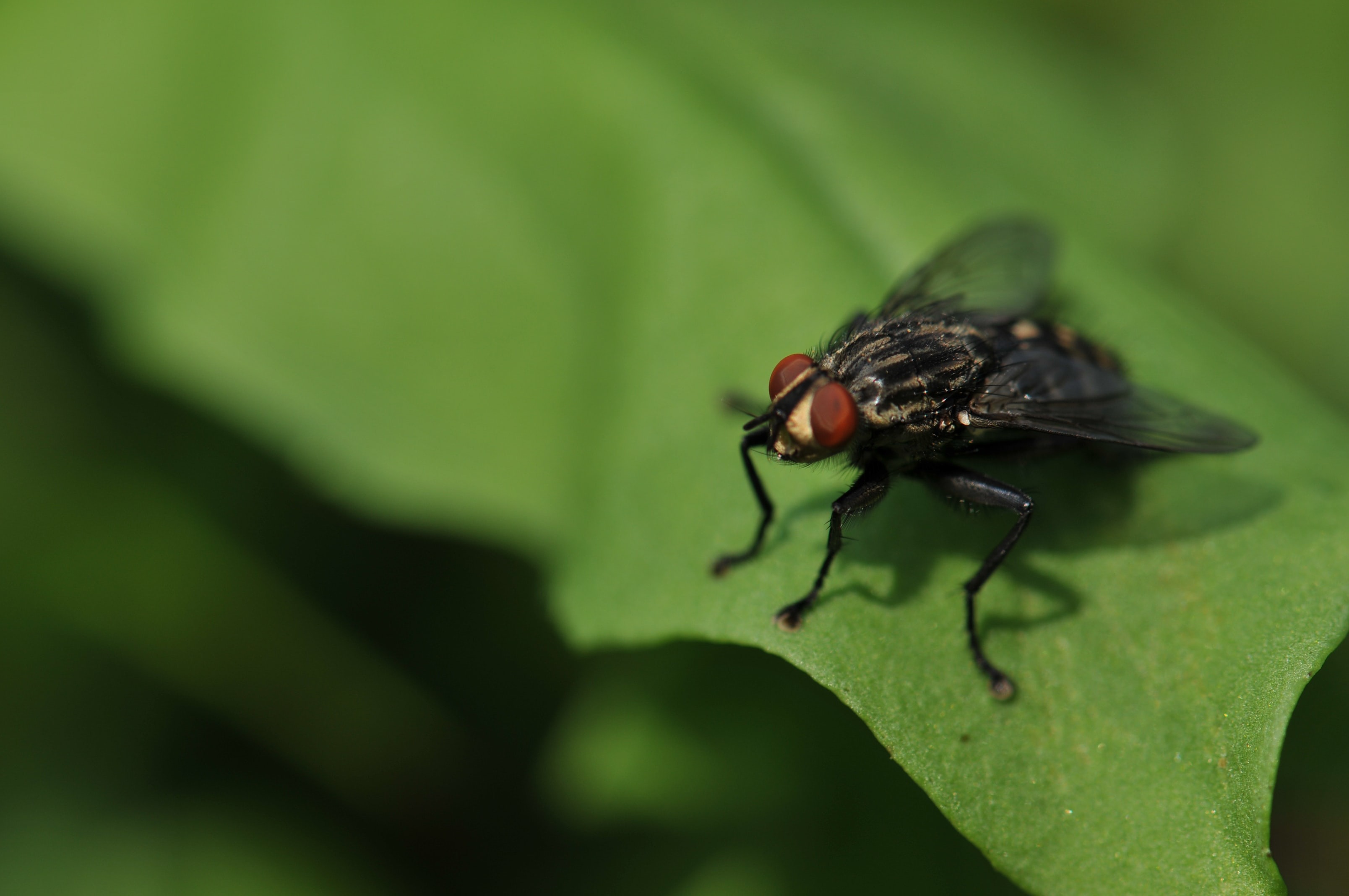 Fly resting on leaf