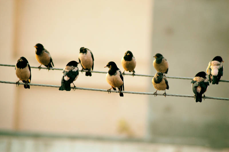 Yellow and black dirds aligned on a clothesline