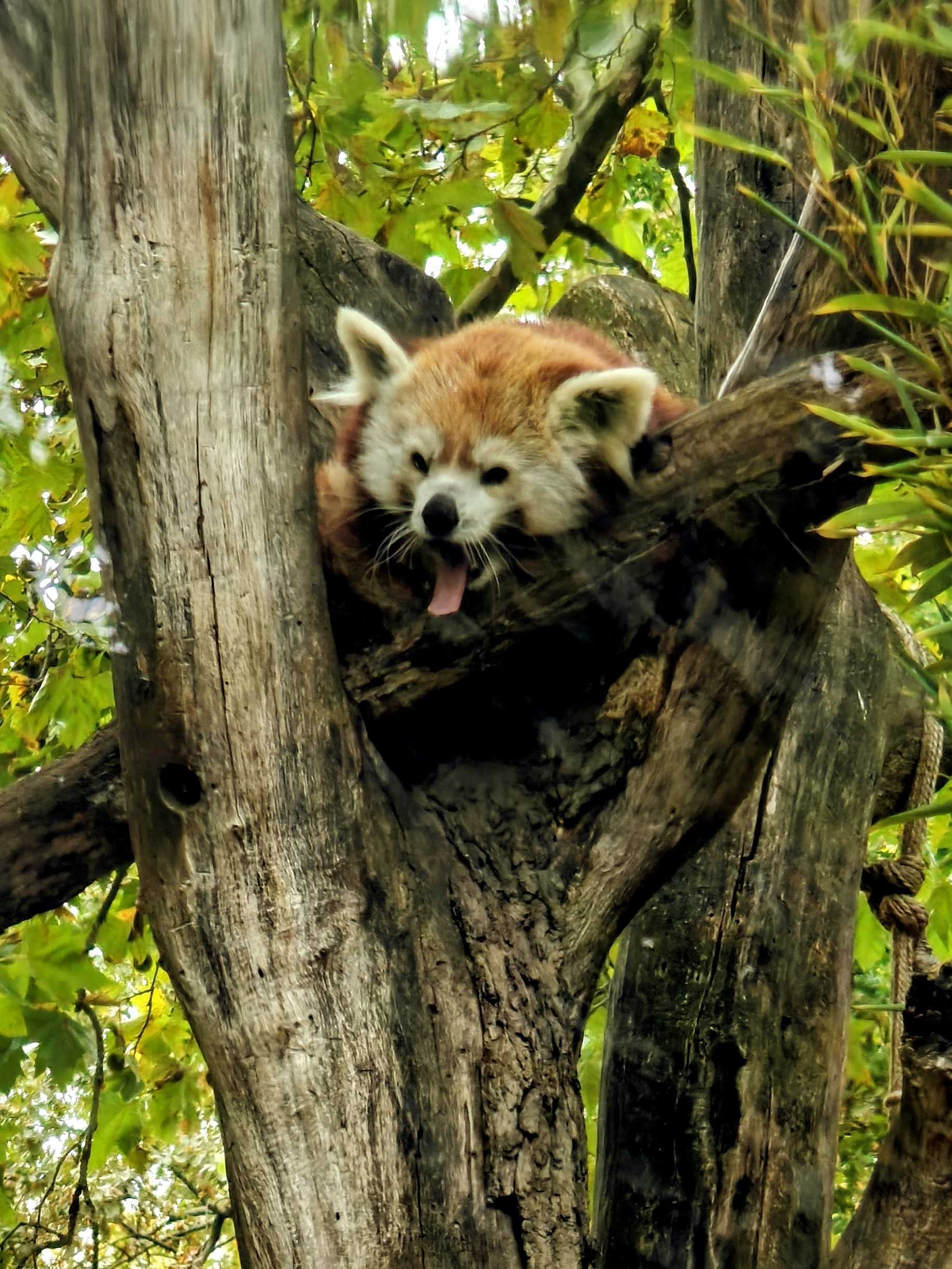 A red panda, resting in a tree.