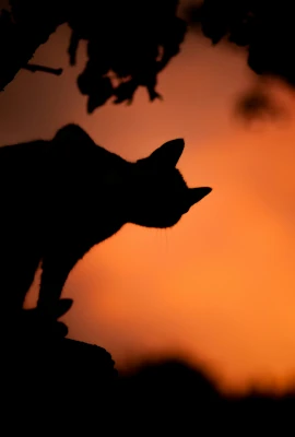 Black silhouette of a cat with a tree overhead showing against an orange sky.