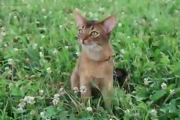 Abyssinian