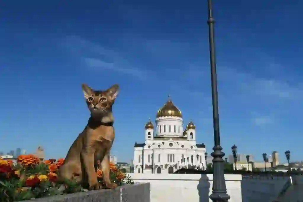 Abyssinian