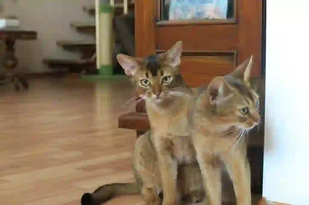 Abyssinian