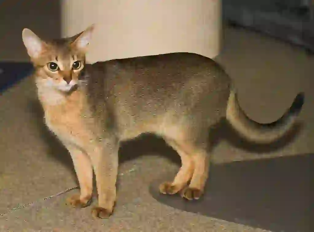 Abyssinian