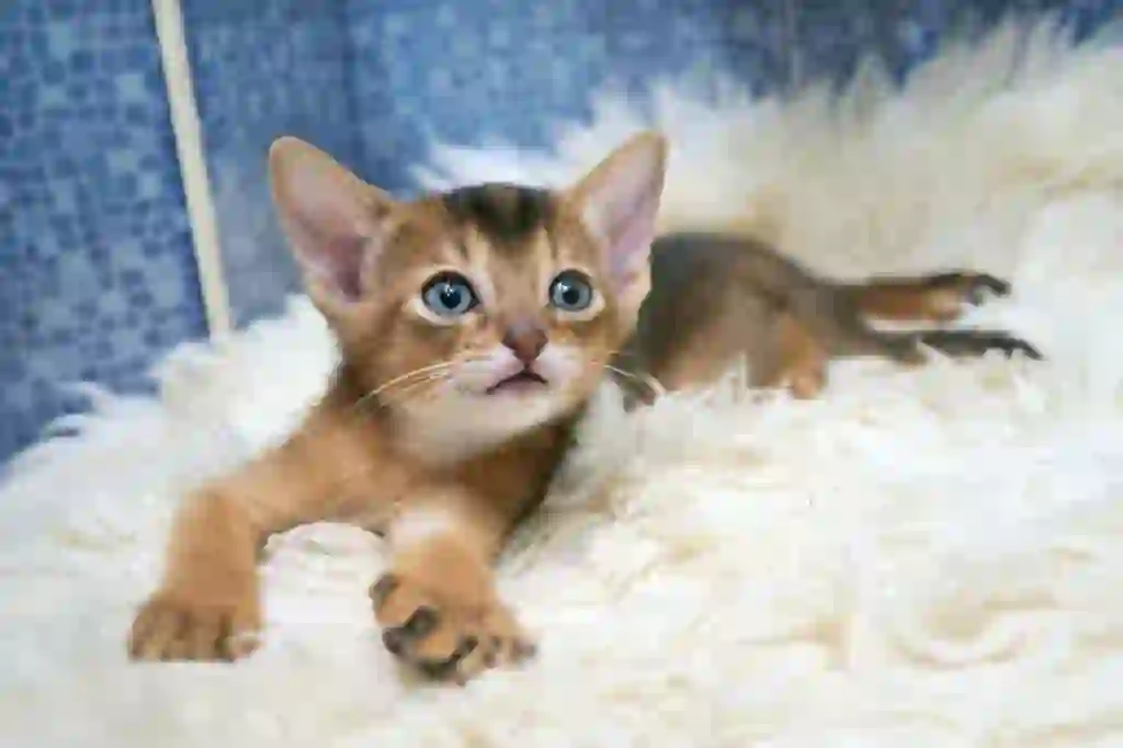 Abyssinian