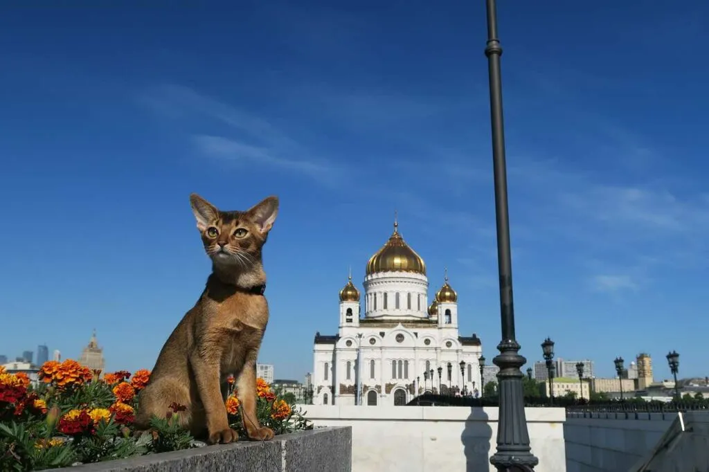 Abyssinian