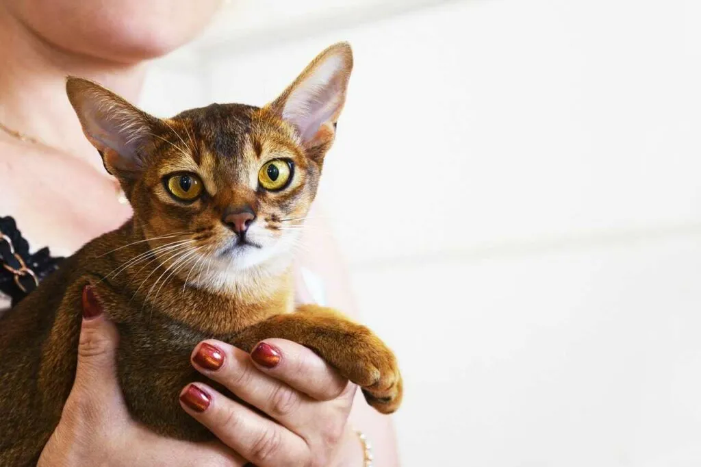 Abyssinian