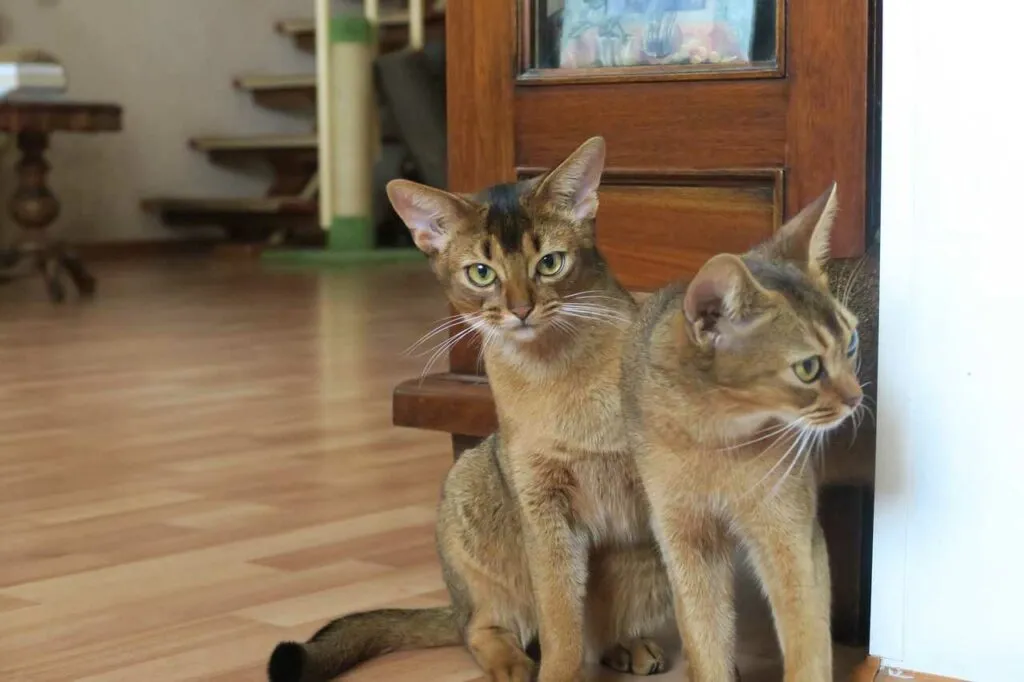 Abyssinian