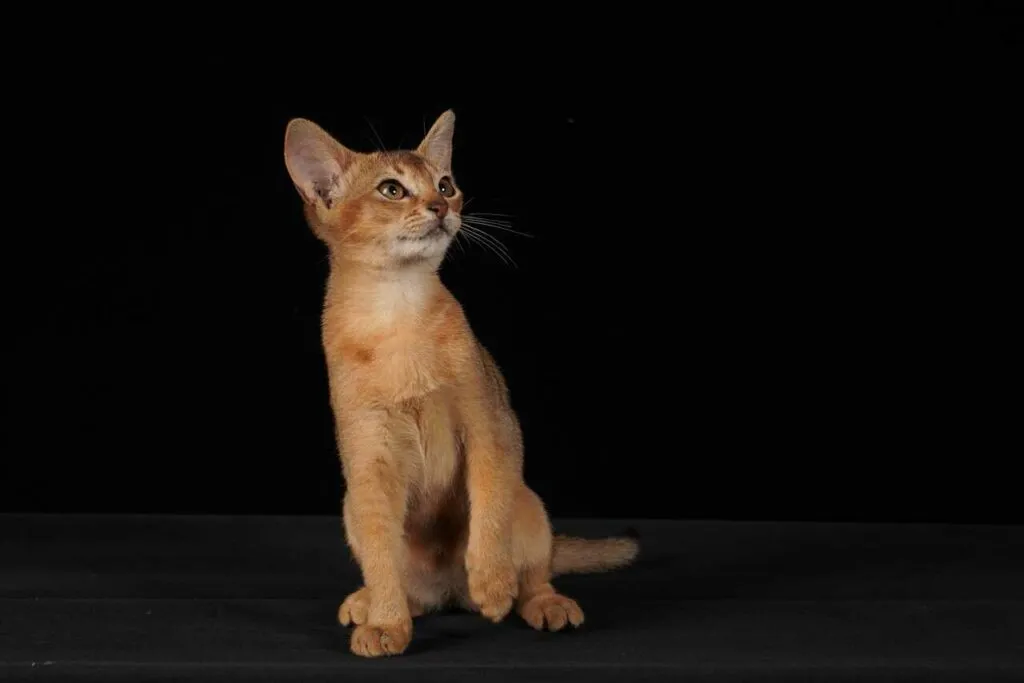 Abyssinian