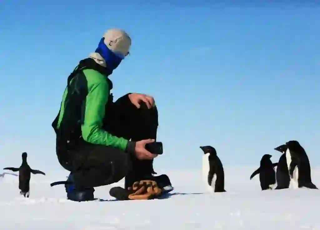 アデリーペンギン